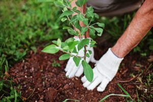 Les conseils d’un paysagiste pour la plantation de végétaux